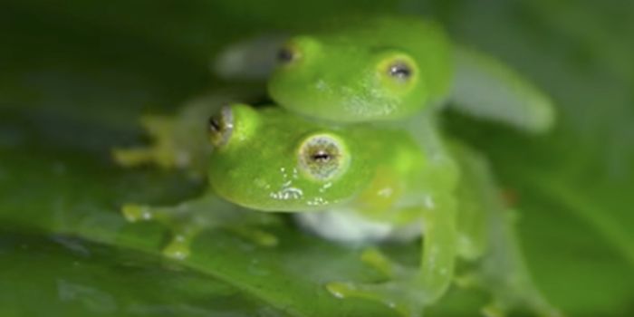 Learning From the Frogs That Resisted Mass Extinction