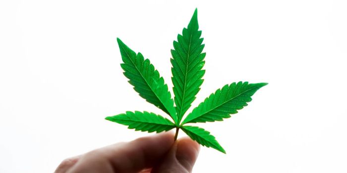 1 in 5 Young Adults Use Cannabis to Fall Asleep