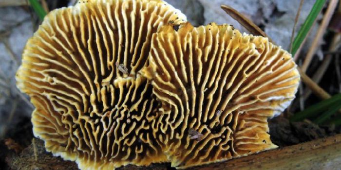 Fungi Surprises Scientists by Digesting Wood Without Enzymes