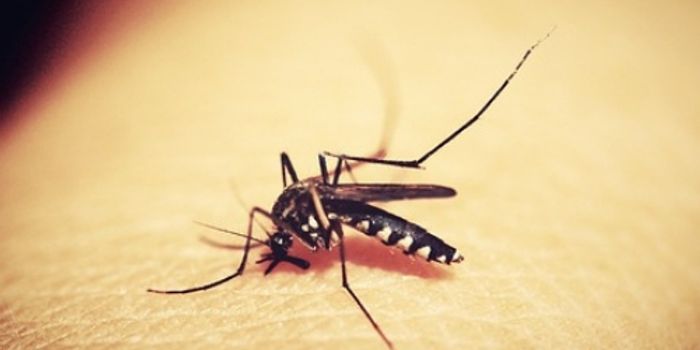 West Nile Virus Shows Up in Greece