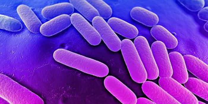 Klebsiella's siderophores impact host cells
