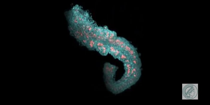 Modeling Embryonic Development in the Laboratory