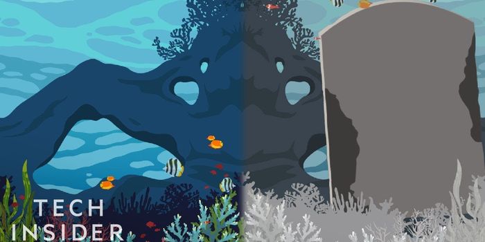 Here's Why We Need to Protect Earth's Coral Reefs