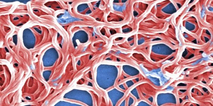 Studying Mice That Harbor the Bacteria That Cause Lyme Disease