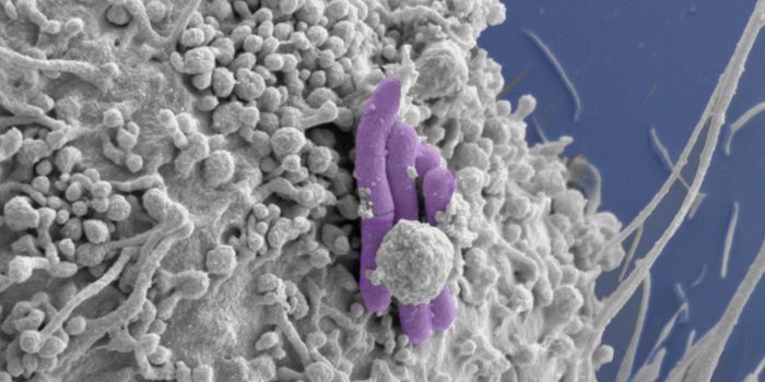 Eating Bacteria in Self-Defense: A strategy against tuberculosis
