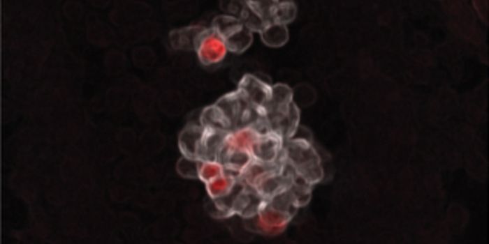 Rethinking What We Know About Blood Cell Formation