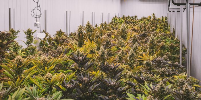 Young Adults Face Major Cannabis Risk Knowledge Gaps