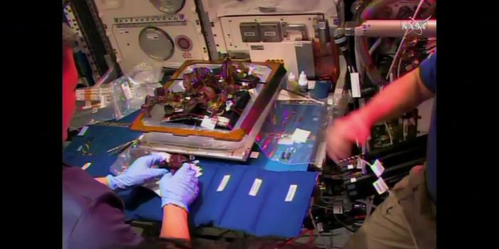 International Space Station Astronauts Bite Into Space-Grown Veggies for the First Time