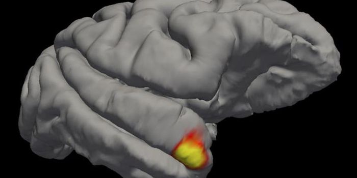 It's Not a Grandmother Cell, But Maybe It's a Grandma Cluster