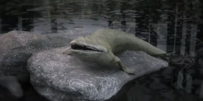 The Evolutionary Origins of the Human Hand