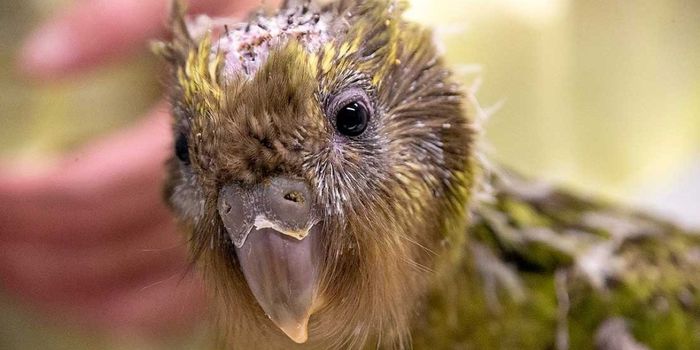 Kakapo Parrot Chick Undergoes Life-Saving Brain Surgery