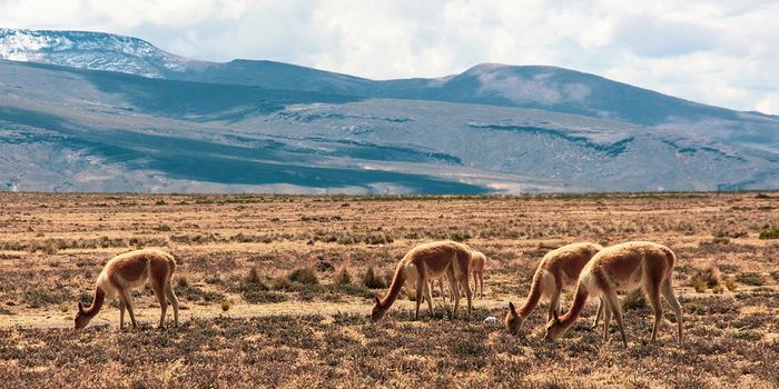 Fossil-tree in the Andean Altiplano dates back 10 million years