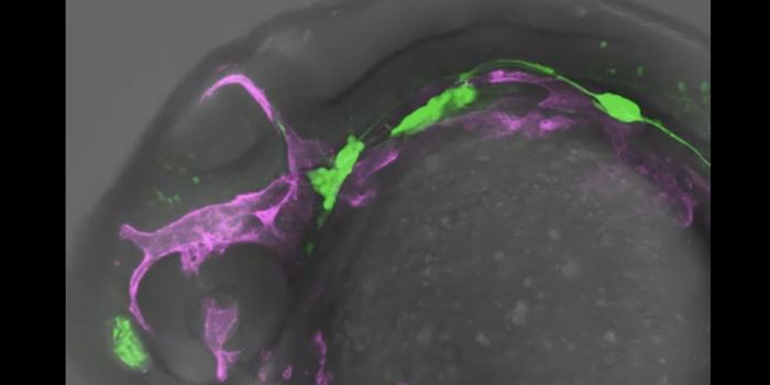 Neurons and Blood Vessels 'Talk' About Cell Fate