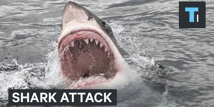 Want to Avoid Getting Bitten by Sharks? Follow This Advice