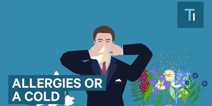 Cold, Flu, or Allergy?