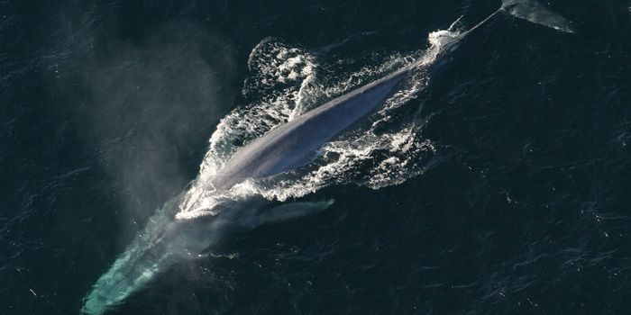 Drone Footage Shows a Hungry Blue Whale Lunging At Krill