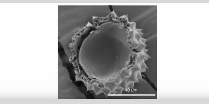 Cleaning Up Pollen Shells for Drug Delivery