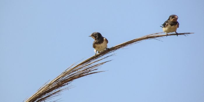 Tropical Birds May Live Longer Than Their Temperate Counterparts