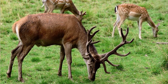 Deer Antler Stem Cells Can Drive Bone Regeneration