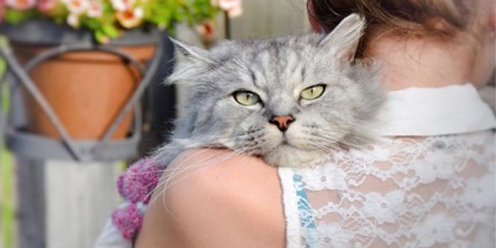 How the "Toxo" Parasite Sneaks into the Brain