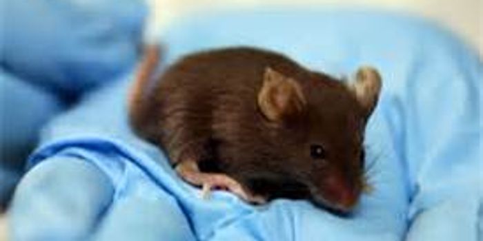 Pheromones and Aggression