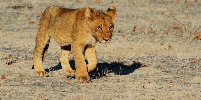 Lion Cubs' Curiosity Sometimes Leads Them Right Into Danger