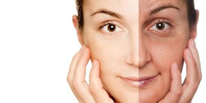 Scripps Florida Scientists Uncover Cellular Process Behind Premature Aging