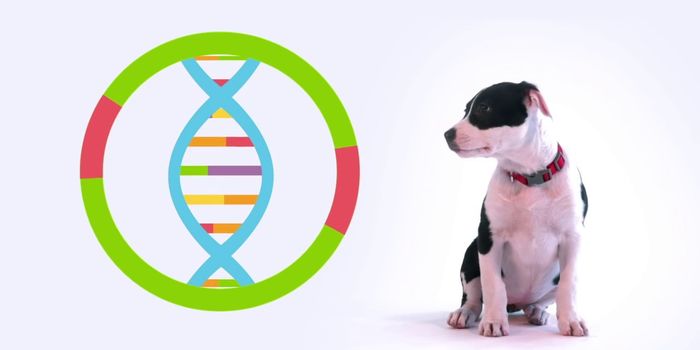 Pet Genomics Might Need to be Leashed