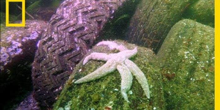 Why are all the sea stars dying?