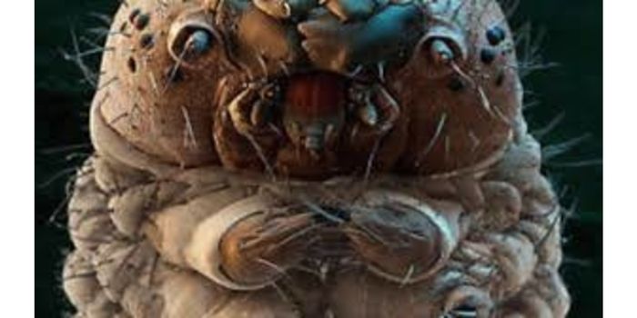 The Creatures Living on Our Skin