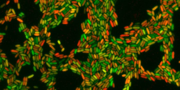 Calcium Switches Lung Infections From Acute to Chronic