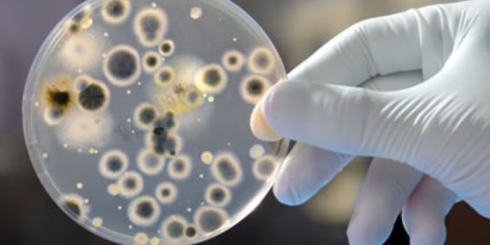 An Emerging Threat: Candida auris