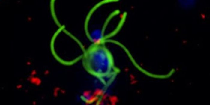 Compound Prevents Malaria Transmission in Mosquitoes