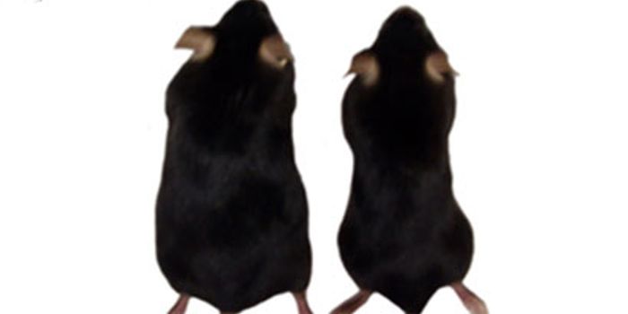 One Fat, Two Fat, Brown Fat, White Fat. 