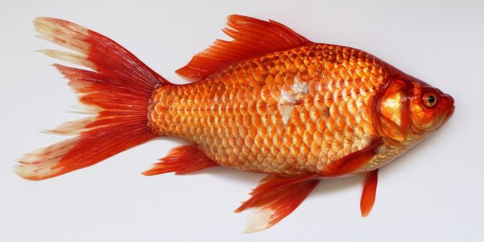 Many Pet Goldfish Never Reach Their Life Expectancy, and Here's Why