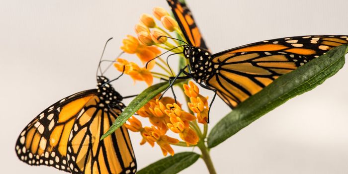 Migrating Monarch Butterflies Are Experiencing Elevated Parasitism Risks