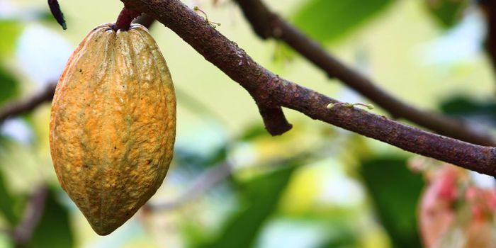 Cocoa Compounds Benefit Heart Health