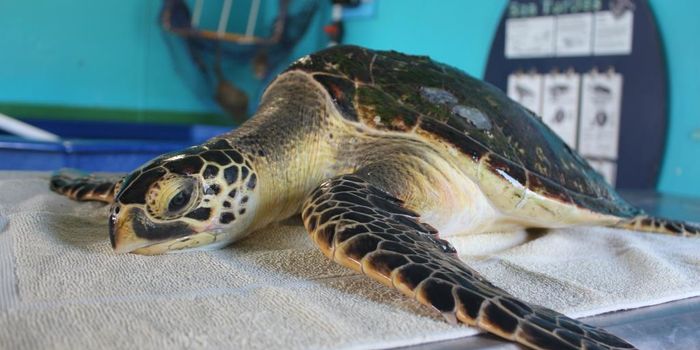 Australia's First-Known Hybrid Turtle is Snatched From the Sea