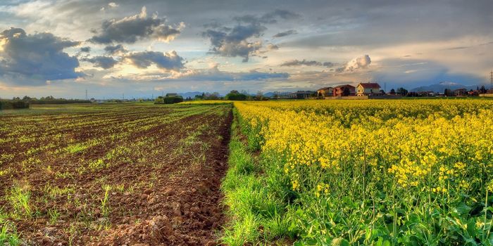 Growing Microbes to Feed the World