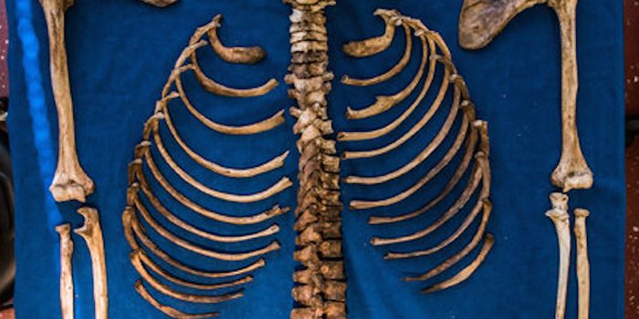 Project to Turn Corpses into Compost Stems from 'Nurse Log'