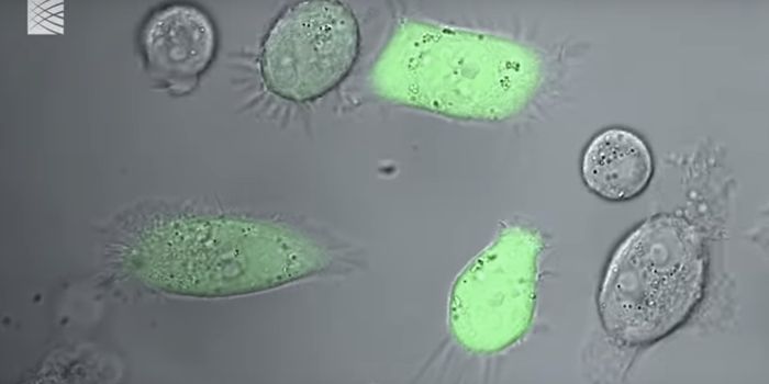 Learning More About The Genetic Adaptations Cancer Relies On