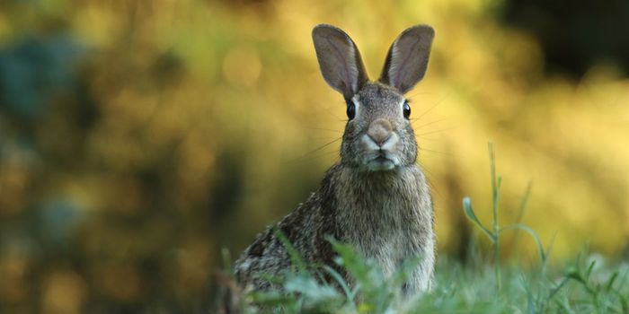 Rabbit Study Holds Answer for Why Women Orgasm