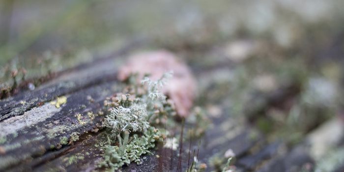Lichen goldmine found in Alaska fjords