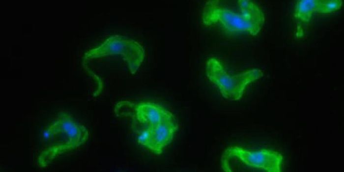 Master of disguise: Parasite changes "costumes" to outsmart the immune system