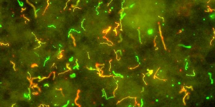 Lyme Disease Moves Through the Bloodstream Like our Cells