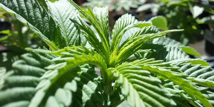 Cannabis Blood Tests Unreliable for Testing Intoxication