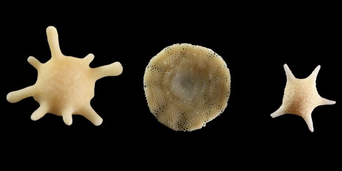 Will forams take over the future?