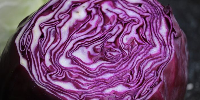 Red Cabbage Juice Shown to Improve Gut Health in IBD Model