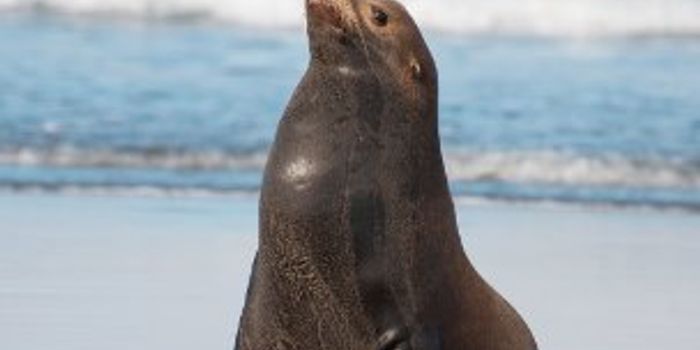 California Sea Lion Challenges Assumptions By Keeping The Beat