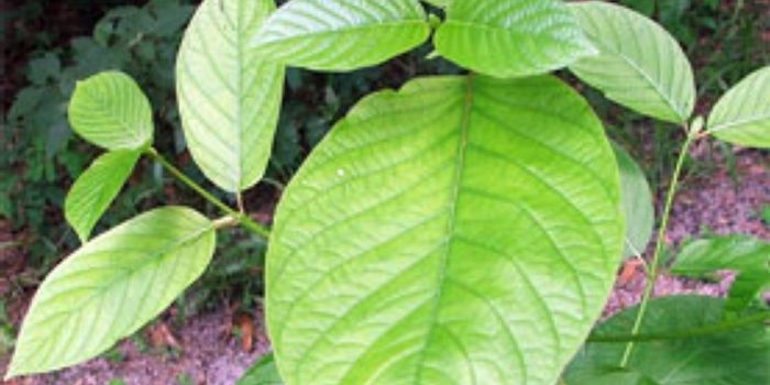 Is it Fair to Lump Kratom with Dangerous Opioids?